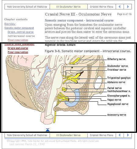 Illustration: Limited view of Cranial Nerve page