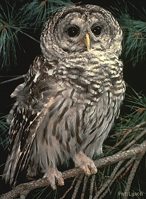 Example photograph with height and width tags.