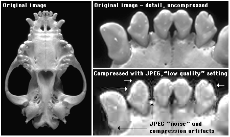 Illustration: JPEG noise and compression artifacts
