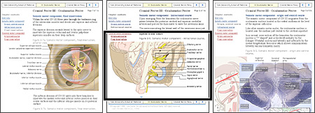 Illustration: Limited view of Cranial Nerve page within overall site