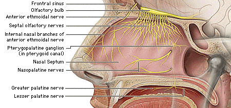 Illustration: Anatomic illustration with aliased labels