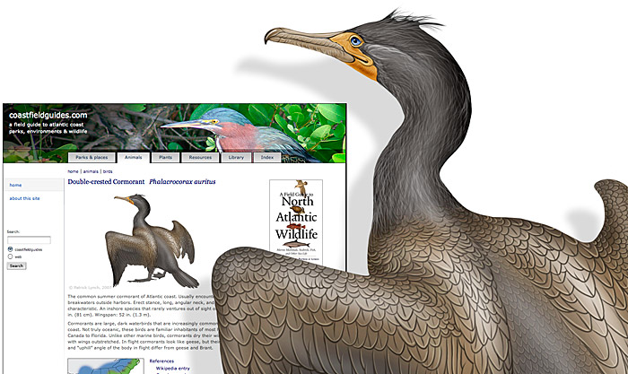 An illustration of a cormorant in large high-resolution size, and as used as a web page illustration at reduced size.