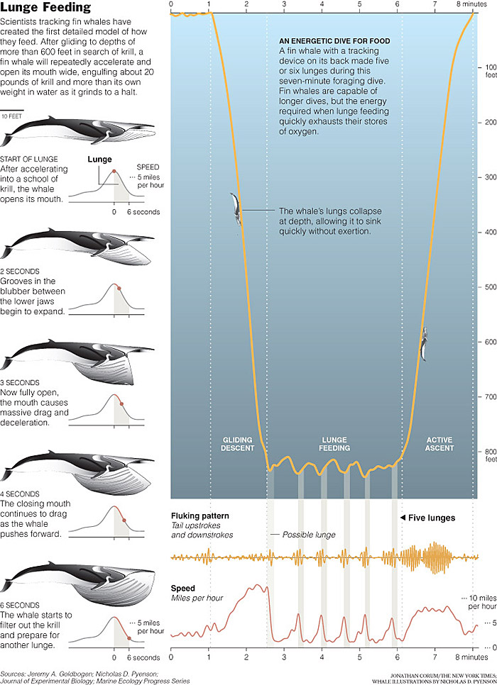 A complex well-integrated multi-part diagram on how fin whales feed, with diagram components on how the whale gulps food, does deep dives, and data charts on tail movements and swimming speed during feeding, from the New York Times web site.