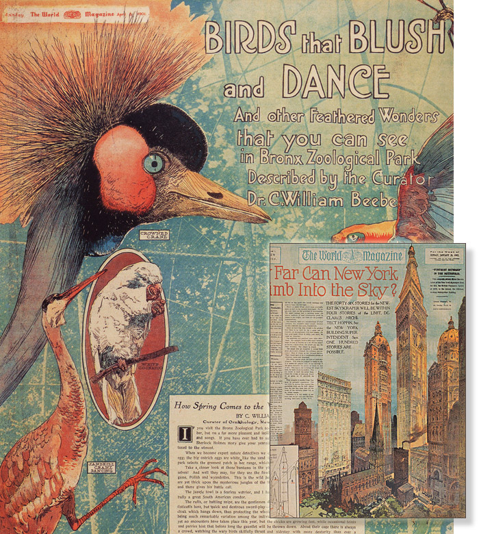 Complex color multi-part color illustrations and captions on the birds of the Bronx Zoo, and Manhattan skyscraper, from an late 1800s New York newspaper.