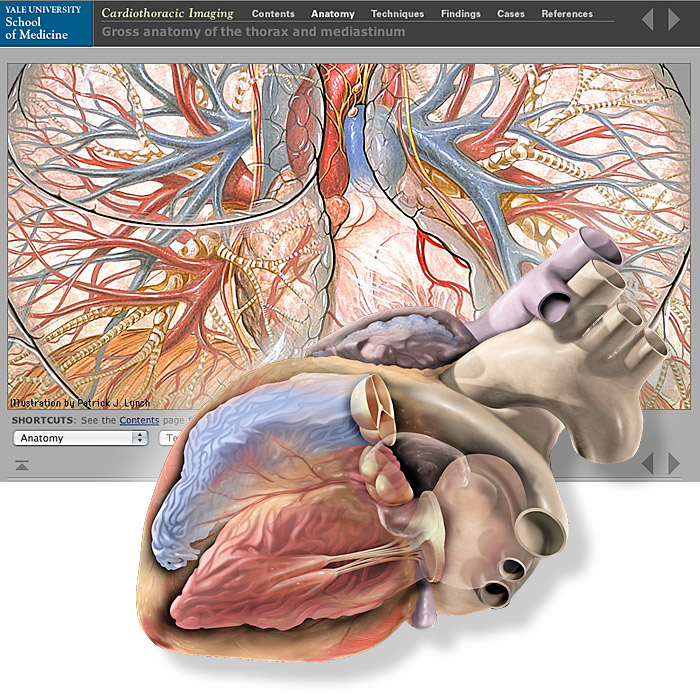Complex medical anatomic artworks of the chest and heart from a medical teaching web site at the Yale School of Medicine.