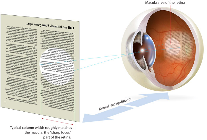 A conceptual illustration shows a page divided into two text columns, viewed by an eye that is diagrammed to show the internal anatomy of the lens and retina. The width of the projected column of text matches the width of the most high-resolution area of the retina, called the macula.